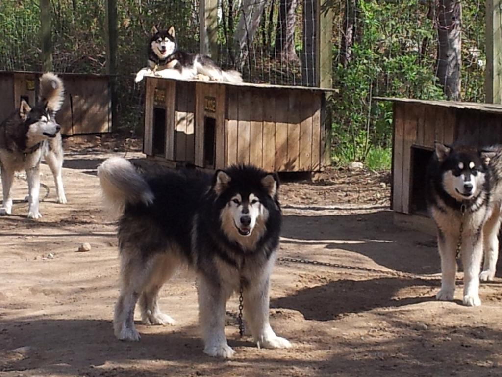 Grangette Entre Chiens Et Loups Maison d'hôtes 3*